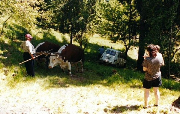 YA8c: Two bulls are employed to haul the car up the hill with a rope