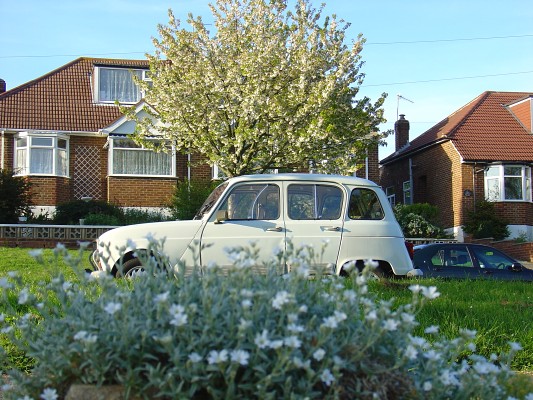 Reflexia enjoying the spring blossom, Hove, May 2005