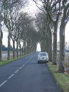 Reflexia on a tree-lined French road